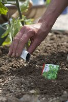 Sow parsley (Petroselinum) directly into the bed