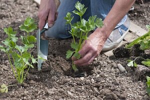 Planting celery stalks in the bed