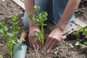 Plant celery stalks in the bed