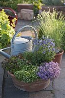 Woman planting terracotta bowl with fat hen and various thyme