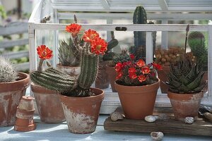 Small cactus house with Echinocereus scheeri (hedgehog column cactus), Rebutia