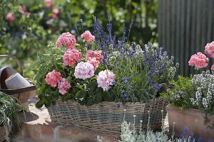 Basket box with Pelargonium zonale (standing geraniums), lavender