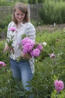 Woman cutting Paeonia (peonies) for bouquet