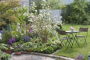 Deutzia magnifica (Maiblumenstrauch, Sternchenstrauch) in Beet mit Hosta