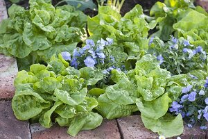 Salat (Lactuca) und Viola cornuta (Hornveilchen)