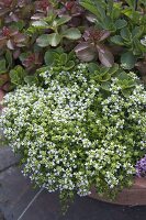 Thymus serpyllum 'Albus' (Weißer Teppich-Thymian)