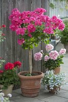 Pelargonium zonal Top 'Puccini' (geranium) high stem