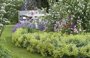 Philadelphus coronarius und virginalis (Pfeiffenstrauch, Falscher Jasmin)