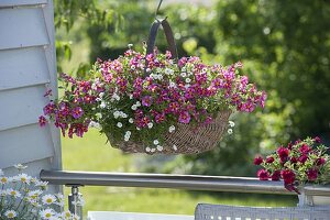 Planting in the handle basket as a hanging traffic lamp