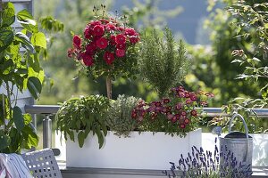 Frau bepflanzt Kasten mit Rosenstämmchen und Kräutern