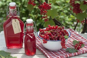 Schälchen mit frisch gepflückten roten Johannisbeeren (Ribes rubrum)