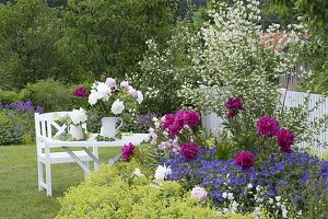 Paeonia (Pfingstrosen), Alchemilla (Frauenmantel), Geranium