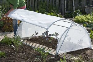 Plant red cabbage in the bed