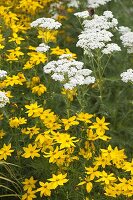 Beet mit Coreopsis vertillata 'Grandiflora' (Mädchenauge) und Achillea