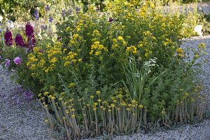 Hypericum perforatum (St. John's wort), Sedum reflexum (Tripmadam)