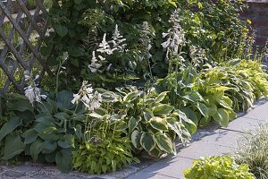 Shade bed with different Hosta (Funkien) in front of a trellis