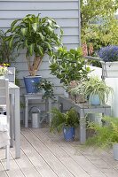 Houseplants in summer on the balcony, Drachaena massangeana