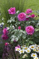 Rosa Renaissance 'Princess Alexandra' (shrub rose) strong fragrance