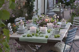 Romantic table decoration with perennial vetch