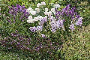 Sommerbeet : Rosa Renaissance 'Nina' weiß (Strauchrose), starker Duft