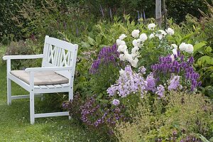 Summer border: Rosa Renaissance 'Nina' white (shrub rose), strong fragrance