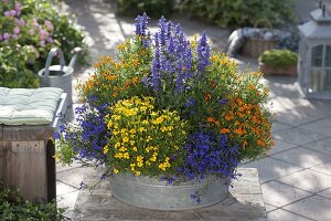 Zinc pan with Tagetes tenuifolia, Salvia farinacea