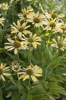 Echinacea purpurea 'Sunrise' (Sonnenhut)