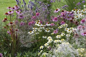 Staudenbeet im Farbverlauf weiss-rosa-lila