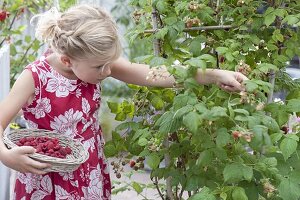 Girl harvesting raspberries (Rubus) in a bucket