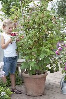 Mädchen bei der Ernte von Himbeeren (Rubus) im Kübel