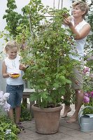 Mädchen mit Mutter bei der Ernte von Himbeeren (Rubus) im Kübel