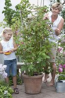 Mädchen mit Mutter bei der Ernte von Himbeeren (Rubus) im Kübel