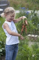 Girl with freshly harvested carrots, carrots (Daucus carota)