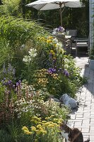 Agastache 'Summer Glow', 'Blue Fortune' (Duftnessel), Echinacea purpurea