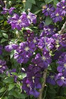 Clematis viticella 'Etoile Violette' (Clematis viticella)