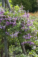Clematis viticella 'Mrs.T. Lundell' (Waldrebe) an Rankhilfe