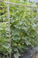 Direct cucumbers (Cucumis) upwards on a wooden scaffold