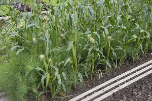 Mischkultur aus Knollenfenchel (Foeniculum vulgare) und Zuckermais