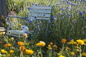 Folding chair in front of Centaurea cyanus (cornflowers)