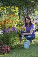 Colorful perennial border with Liatris, Helenium