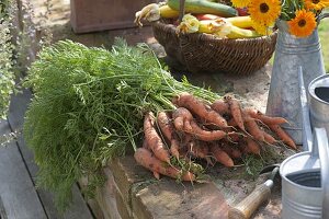 Freshly harvested carrots, carrots (black carrot)