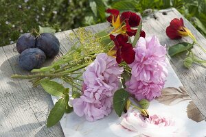 Rosa 'Salet' (Moss Rose), Tropaeolum (Nasturtium), Fennel