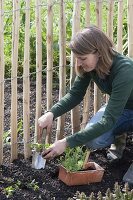 Frau pflanzt Wicken an ländlichen Staketen-Zaun