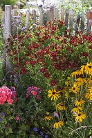 Helenium 'Ruby Dwarf' (Sunflower)