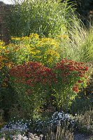 Summer bed with Helenium (sunflower) and grasses