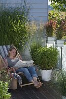 Graveside balcony: Miscanthus 'Silver Feather' (Chinese reed), Imperata cylindrica