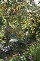 Sitzplatz unter essbarer Eberesche 'Edulis' (Sorbus aucuparia)