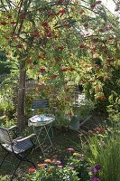 Seat under edible mountain ash 'Edulis' (Sorbus aucuparia)