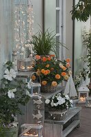 Evening terrace with Hibiscus syriacus 'Diana' (White rose marshmallow)