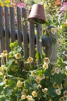 Sowing nasturtium in peat-swell tablets